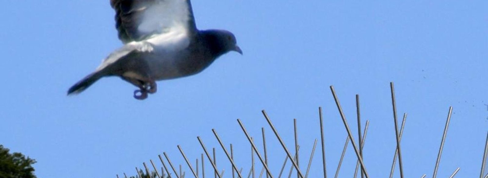 bird-spikes-1.jpg